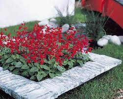 Salvia Vista Red