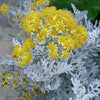 Dusty Miller