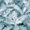 Dusty Miller