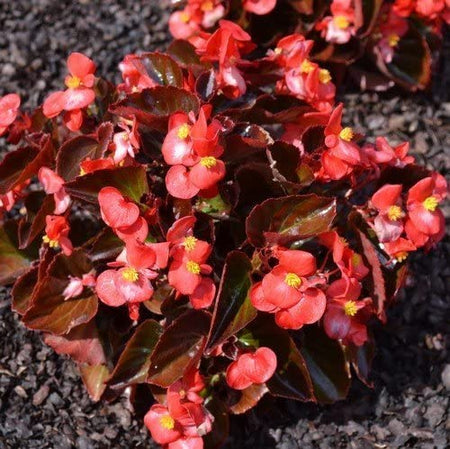 Begonia (Fibrous)