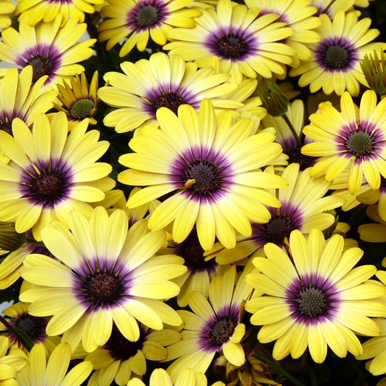 Osteospermum