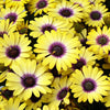 Osteospermum