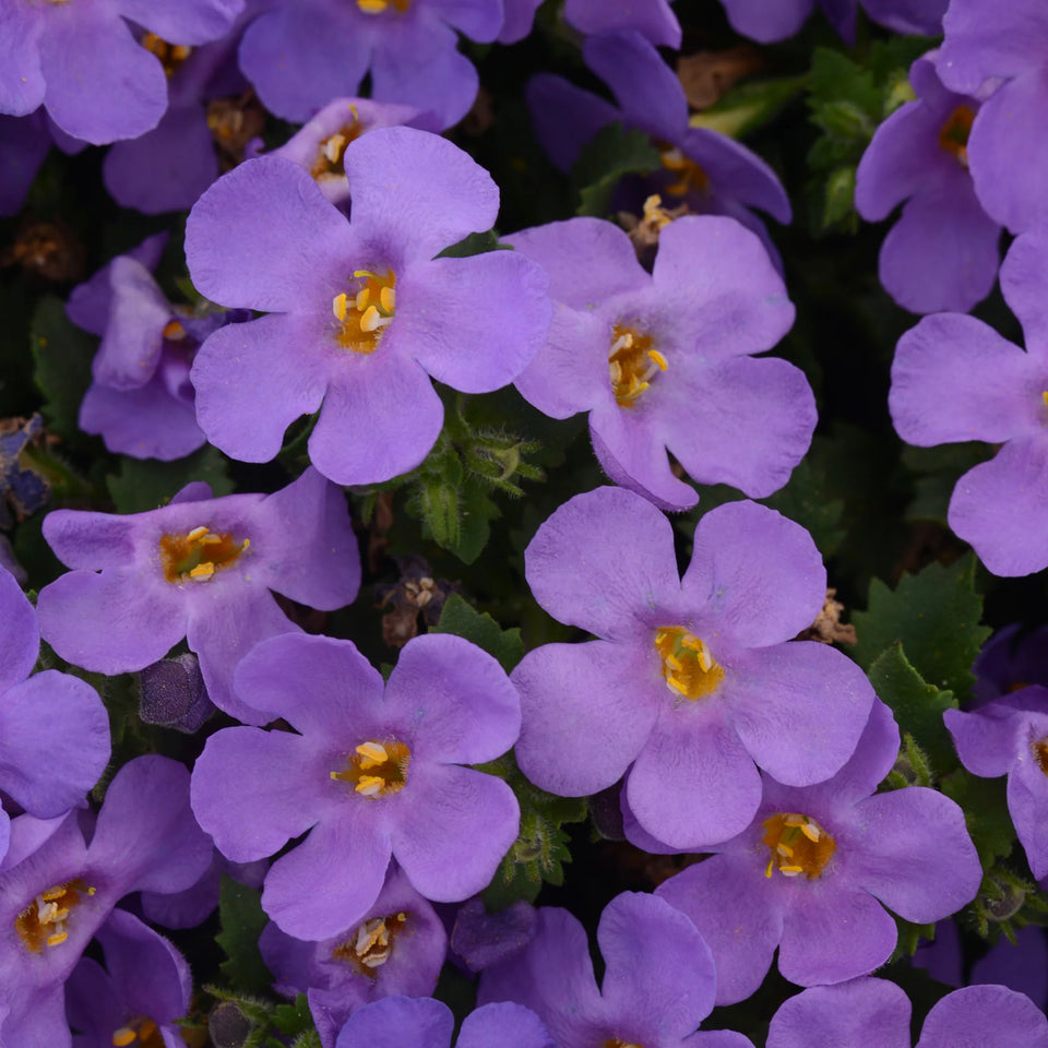 Bacopa