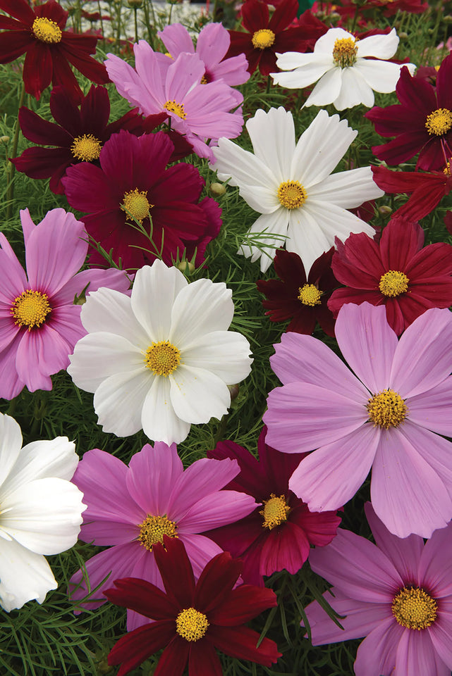 Cosmos