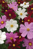 Cosmos