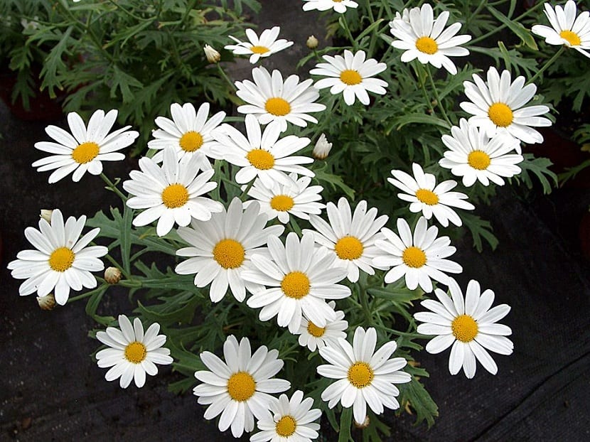 Argyranthemum