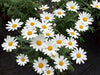 Argyranthemum