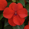 Impatiens (Beacon)