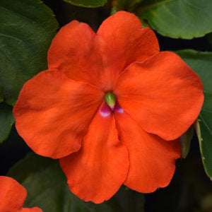 Impatiens (Beacon)