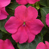 Impatiens (Beacon)