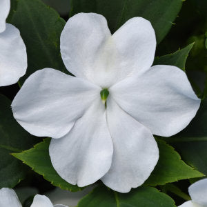 Impatiens (Beacon)