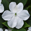 Impatiens (Beacon)