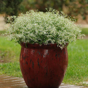 Euphorbia Diamond Frost