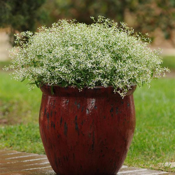 Euphorbia Diamond Frost