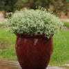 Euphorbia Diamond Frost
