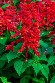 Salvia Vista Red