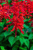 Salvia Vista Red