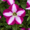 Petunia (SureShot)
