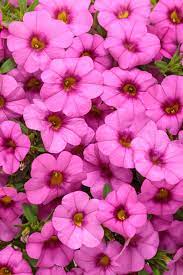 Calibrachoa