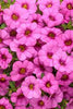 Calibrachoa