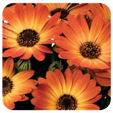 Osteospermum