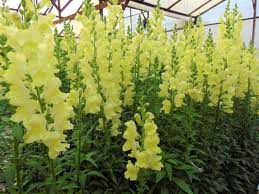 Snapdragons