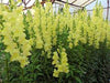 Snapdragons