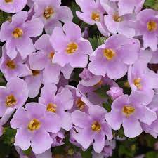 Bacopa