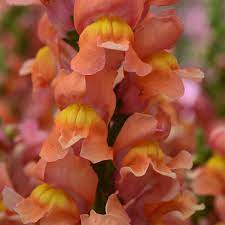 Snapdragons
