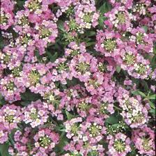 Alyssum