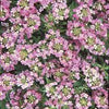 Alyssum