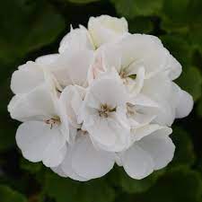Geraniums (Zonal)