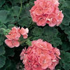 Geraniums (Zonal)