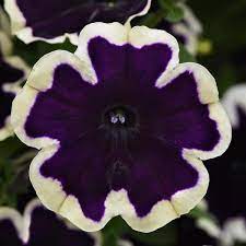 Petunia (SureShot)