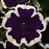 Petunia (SureShot)