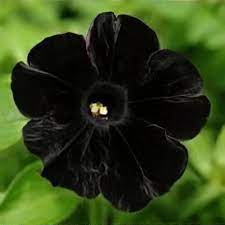 Petunia (SureShot)