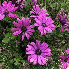 Osteospermum