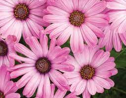 Osteospermum