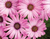 Osteospermum