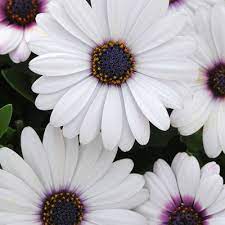 Osteospermum