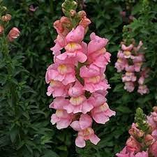 Snapdragons