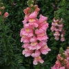 Snapdragons