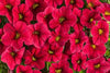 Calibrachoa