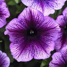 Petunia (SureShot)