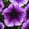 Petunia (SureShot)
