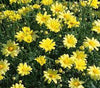 Argyranthemum