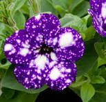 Petunia (SureShot)