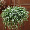 Bacopa