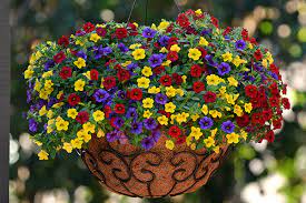 Calibrachoa