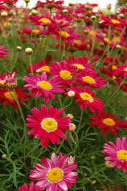 Argyranthemum